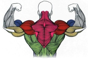мышцы спины